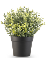Kunstplanten Buksbom grøn i potte UV 19 cm er en lille, grønbladet kunstig plante med runde blade i en enkel sort potte, mod hvid baggrund.