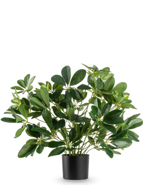 Den kunstige plante Baby Schefflera UV 45 cm har brede, blanke blade og kommer i en enkel sort potte, mod en almindelig hvid baggrund.