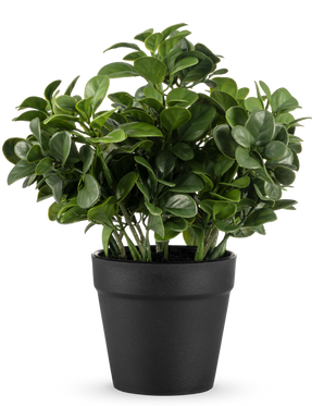 Den kunstige Peperomia-plante 20 cm har frodige, runde grønne blade og kommer i en enkel sort potte mod en almindelig hvid baggrund.