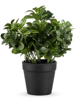 Den kunstige Peperomia-plante 20 cm har frodige, runde grønne blade og kommer i en enkel sort potte mod en almindelig hvid baggrund.