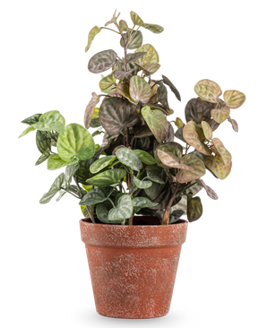 Artificial Peperomia 35 cm-planten har runde grønne og lilla-tonede blade i en forvitret terracottapotte, mod en almindelig hvid baggrund.