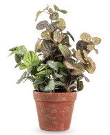 Artificial Peperomia 35 cm-planten har runde grønne og lilla-tonede blade i en forvitret terracottapotte, mod en almindelig hvid baggrund.