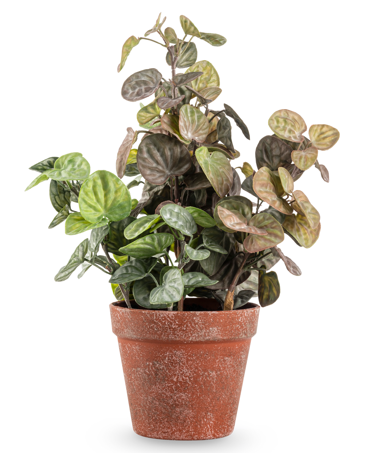 Artificial Peperomia 35 cm-planten har runde grønne og lilla-tonede blade i en forvitret terracottapotte, mod en almindelig hvid baggrund.