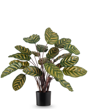 Den kunstige plante Calathea Makoyana UV 60 cm rød er en kunstig plante med store, ovale grønne blade med gule striber mod en almindelig hvid baggrund.