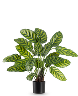 Den kunstige plante Calathea Makoyana 60 cm har store, levende grønne blade med lysegrønne og gule striber, i en stilfuld urtepotte mod en almindelig hvid baggrund.