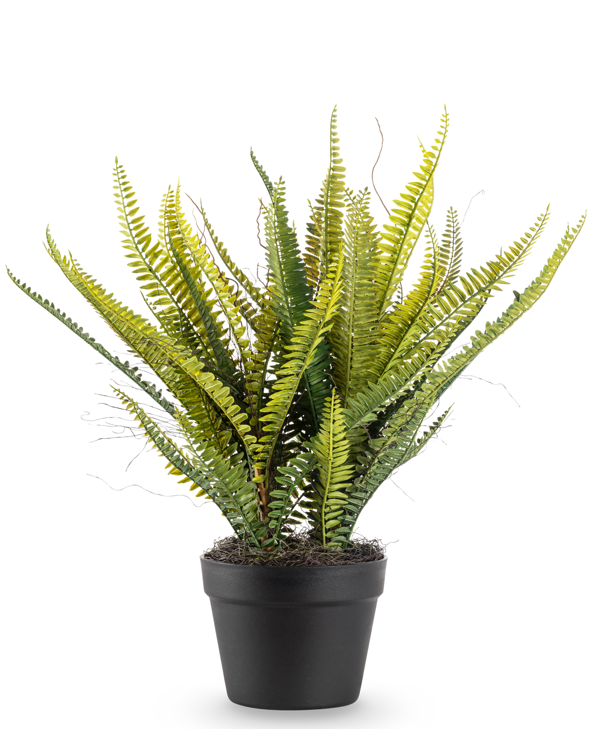 Den kunstige plante Boston Fern 53 cm har lange, slanke grønne blade i en sort potte, mod en almindelig hvid baggrund.