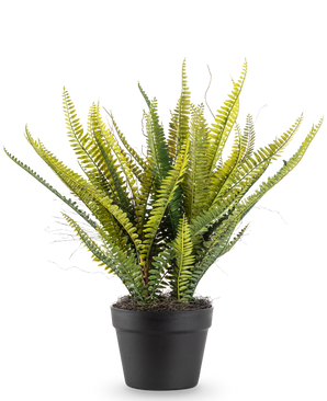Den kunstige plante Boston Fern 53 cm har lange, slanke grønne blade i en sort potte, mod en almindelig hvid baggrund.