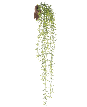 Den kunstige hængeplante Senecio 86 cm har lange, grønne sukkulente stængler med små, smalle blade, der kommer frem fra en brun rodklump, mod en hvid baggrund.
