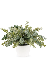 Den Artificial Eucalyptus 23 cm-plante har frodige, runde grønne blade og kommer i en enkel hvid potte, perfekt til at lysne ethvert rum op med sit naturlige look mod en almindelig baggrund.