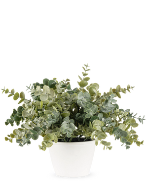 Den Artificial Eucalyptus 23 cm-plante har frodige, runde grønne blade og kommer i en enkel hvid potte, perfekt til at lysne ethvert rum op med sit naturlige look mod en almindelig baggrund.