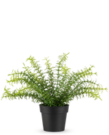 Den kunstige plante Anthurium 27 cm har lange, slanke grønne blade, der strækker sig fra en sort plastikpotte, mod en almindelig hvid baggrund.