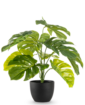 Artificial Monstera 55 cm i sort dekorativ potte har store, skinnende, flækkede grønne blade i en sort dekorativ potte, mod en almindelig hvid baggrund.