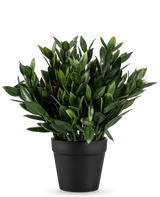 Den kunstige plante Pumila 23 cm er en frodig grøn kunstig plante med talrige spidse blade, i en simpel sort potte og mod en almindelig hvid baggrund.