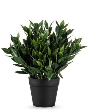Den kunstige plante Pumila 23 cm er en frodig grøn kunstig plante med talrige spidse blade, i en simpel sort potte og mod en almindelig hvid baggrund.