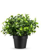 Kunstplanten Photonia i potte UV 22 cm har små, spidse grønne blade i en simpel sort potte, mod en almindelig hvid baggrund.