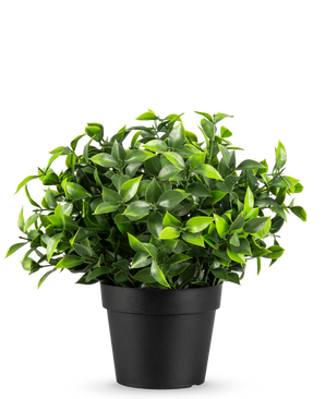 Kunstplanten Photonia i potte UV 22 cm har små, spidse grønne blade i en simpel sort potte, mod en almindelig hvid baggrund.