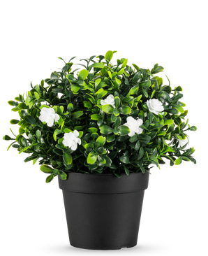 Den kunstige plante Pumila i potte UV 21cm er en lille kunstig plante med tætte grønne blade og sarte hvide blomster, i en simpel sort potte mod en almindelig hvid baggrund.