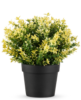 Kunstplanten Buxus gul UV 22 cm UV er en lille potteplante med tætte grønne og gule blade i en simpel sort potte, mod en almindelig hvid baggrund.