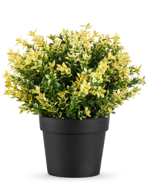 Kunstplanten Buxus gul UV 22 cm UV er en lille potteplante med tætte grønne og gule blade i en simpel sort potte, mod en almindelig hvid baggrund.