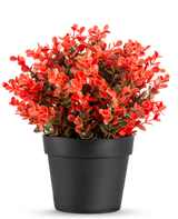 Den kunstige plante Buxus rød i potte UV 19 cm er en kompakt sort urtepotte med en frodig blanding af røde og grønne kunstige blade mod en almindelig hvid baggrund.