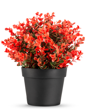 Den kunstige plante Buxus rød i potte UV 19 cm er en kompakt sort urtepotte med en frodig blanding af røde og grønne kunstige blade mod en almindelig hvid baggrund.