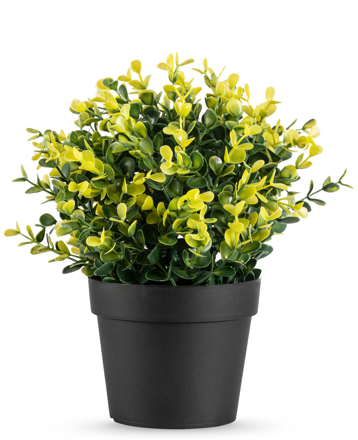 Kunstplanten Buxus gul i potte UV 19 cm har små grønne og gule blade i en simpel sort potte, mod en almindelig hvid baggrund.