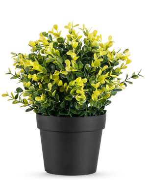 Kunstplanten Buxus gul i potte UV 19 cm har små grønne og gule blade i en simpel sort potte, mod en almindelig hvid baggrund.