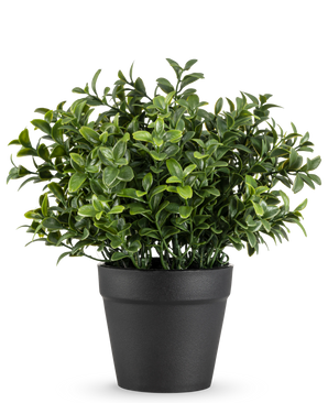 Den kunstige plante Murraya 21 cm er en lille, frodig grøn potteplante med tætte, blanke blade i en simpel sort potte, afbildet mod en almindelig hvid baggrund.