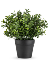 Den kunstige plante Murraya 21 cm er en lille, frodig grøn potteplante med tætte, blanke blade i en simpel sort potte, afbildet mod en almindelig hvid baggrund.