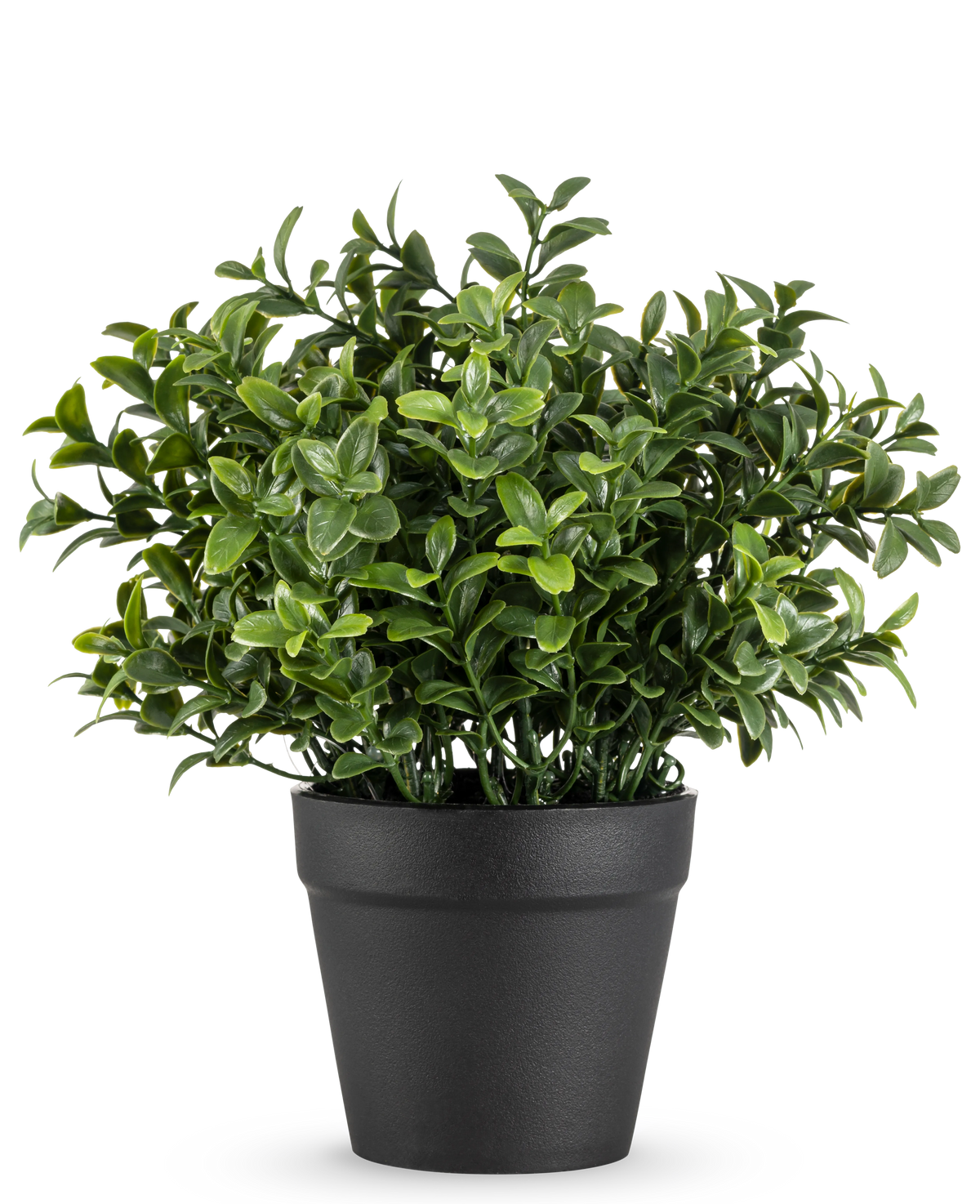Den kunstige plante Murraya 21 cm er en lille, frodig grøn potteplante med tætte, blanke blade i en simpel sort potte, afbildet mod en almindelig hvid baggrund.