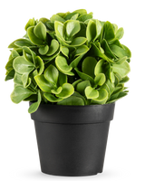 Kunstplanten Murraya UV 20 cm er en lille, rund kunstig plante med frodige grønne blade i en simpel sort potte, mod en almindelig hvid baggrund.