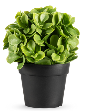 Kunstplanten Murraya UV 20 cm er en lille, rund kunstig plante med frodige grønne blade i en simpel sort potte, mod en almindelig hvid baggrund.