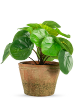 Kunstplanten Pilea i potte mini UV 15 cm har runde, blanke grønne blade i en forvitret brun terracotta potte, mod en almindelig hvid baggrund.