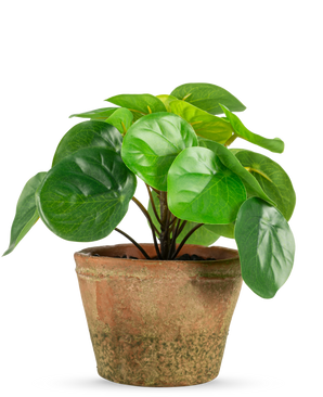 Kunstplanten Pilea i potte mini UV 15 cm har runde, blanke grønne blade i en forvitret brun terracotta potte, mod en almindelig hvid baggrund.