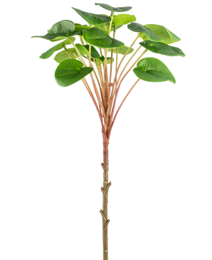 En kunstig Pilea Pandekageplante 50 cm med en slank brun stilk, lange rødlige stængler og store runde grønne blade er vist mod en almindelig hvid baggrund.