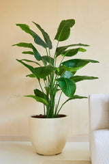 Den kunstige plante Strelitzia Real Touch Deluxe 180 cm, med sine brede, blanke blade, står på gulvet ved siden af en hvid struktureret sofa og beige væg og bringer et strejf af tropisk stil til rummet.