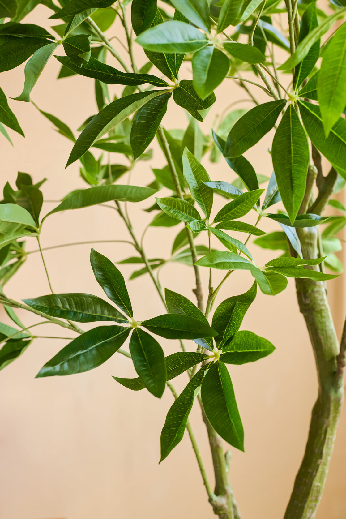 Close-up van een Kunstplant Pachira 180 cm met glanzend groene, lancetvormige bladeren en lichtbruine stengels tegen een beige achtergrond.