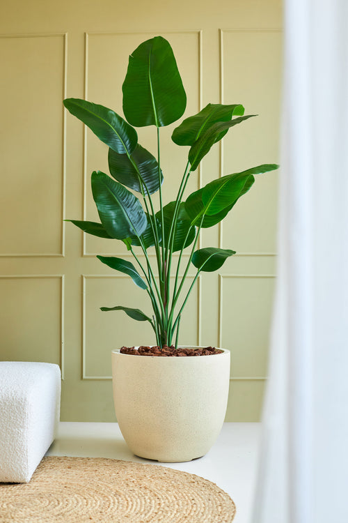 Den kunstige plante Strelitzia 180 cm ægte touch står på et lyst gulv nær en hvid sofa og et vævet tæppe, mod en lysegrøn væg med paneler, hvor de brede grønne blade tilføjer et naturligt præg.