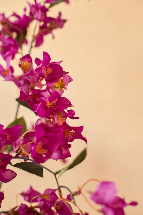 Den kunstige bougainvillea 150 cm lilla har livlige magentablomster med et gult hjerte og grønne blade på en blød beige baggrund. Dette realistiske design er perfekt til at tilføje naturinspireret elegance til dit interiør.
