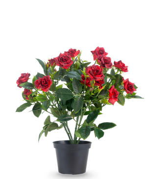 En Artificial Plant Patio Rose 35 cm i rød/sort har livlige røde kunstige roser med frodige grønne blade i en sort potte, mod en almindelig hvid baggrund.
