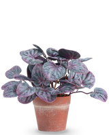 Den kunstige plante Rugose blad 16 cm grå er en kunstig plante med runde, farverige blade i lilla og grønne toner i en terracotta krukke mod en almindelig hvid baggrund.