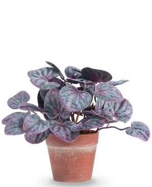 Den kunstige plante Rugose blad 16 cm grå er en kunstig plante med runde, farverige blade i lilla og grønne toner i en terracotta krukke mod en almindelig hvid baggrund.