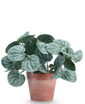 Den kunstige plante Rugose blad 16 cm grøn er en kunstig plante med runde, grønne blade og lyse sølvfarvede årer, præsenteret i en rødbrun lerkrukke mod en almindelig hvid baggrund.
