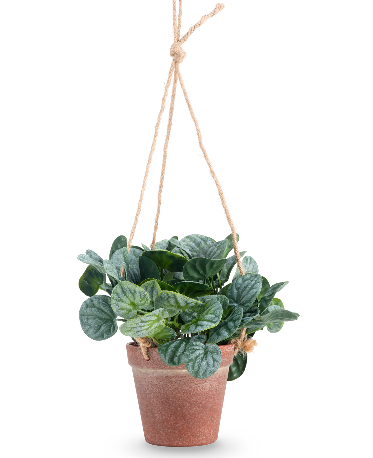 Det kunstige Rugose blad 18 cm grønt har runde grønne blade i en terracotta hængende potte, hængt på tan reb, mod en almindelig hvid baggrund.