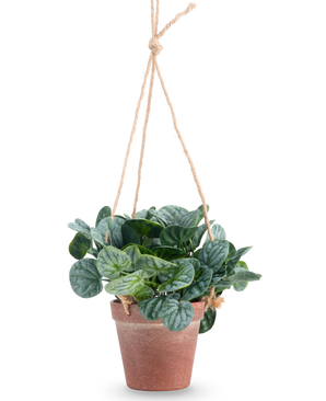Det kunstige Rugose blad 18 cm grønt har runde grønne blade i en terracotta hængende potte, hængt på tan reb, mod en almindelig hvid baggrund.