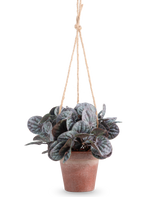 The Artificial Rugose Leaf (18 cm) er en kunstig plante med runde, grønne blade i en rustik grå hængepotte, hængt på en solbrun rebbøjle, mod en almindelig hvid baggrund.