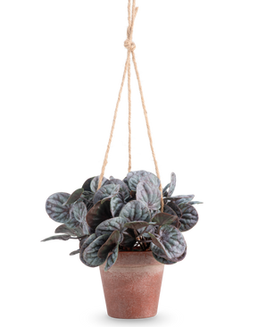 The Artificial Rugose Leaf (18 cm) er en kunstig plante med runde, grønne blade i en rustik grå hængepotte, hængt på en solbrun rebbøjle, mod en almindelig hvid baggrund.