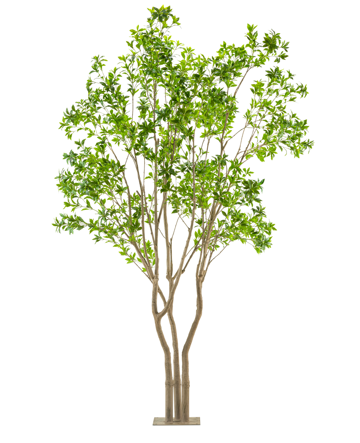 Den kunstige plante Pieris Japonica 290 cm er et højt kunstigt træ med flere lysebrune stammer og frodige grønne blade i en rektangulær potte, mod en hvid baggrund.