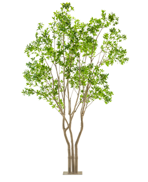 Den kunstige plante Pieris Japonica 290 cm er et højt kunstigt træ med flere lysebrune stammer og frodige grønne blade i en rektangulær potte, mod en hvid baggrund.
