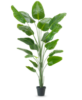 Den kunstige plante Strelitzia 240 cm ægte touch har store, skinnende grønne blade i en sort potte, mod en almindelig hvid baggrund.